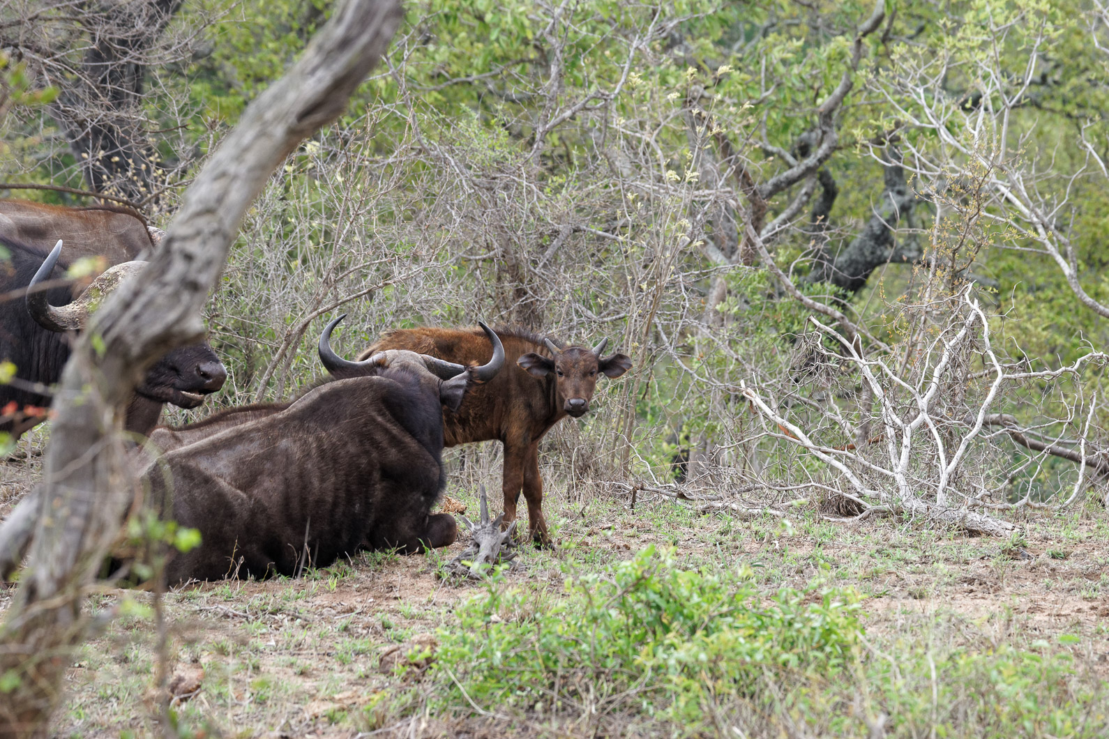 20161113 090409 Kaffernbüffel